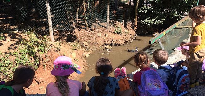 scuola nel bosco lago di fimon scuola arcugnano asilo vicenza eventi bambini vicenza scuola materna vicenza boscolago ilaria rebecchi intervista giulia dal lago storie di donne vicentine donne di vicenza notizie articoli vicenza magazine rebecchi news video vicenza intervista video gatte vicentine